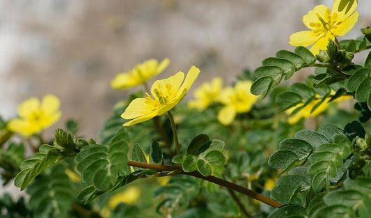 Ayurvedic Superfoods for Natural Male Enhancement